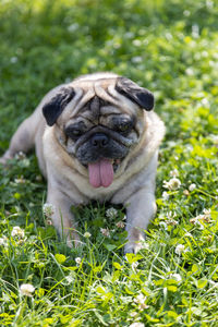 pug