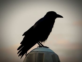 Close-up of bird perching on pole against sky