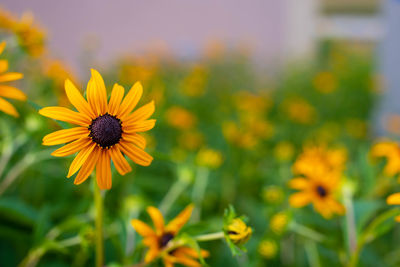 Close-up of yellow flowering plant on field