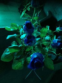 High angle view of purple flowering plant