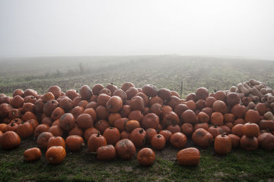 View of field and tree against sky