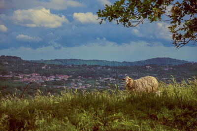 Close-up of sheep, fields, forests and hills near the town of frascati, italy. retouched photo