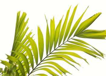 Close-up of palm tree against clear sky