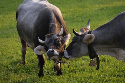 Cows licking each other