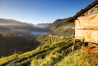 Scenic view of vineyard against clear sky