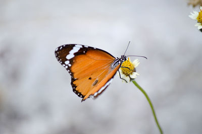 Butterfly pollinating flower