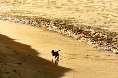 Dogs running at beach