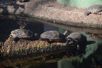 Close-up of turtle in water