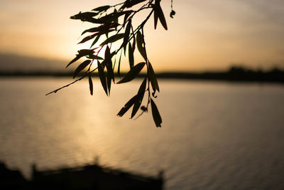 Silhouette plant by lake against sky during sunset