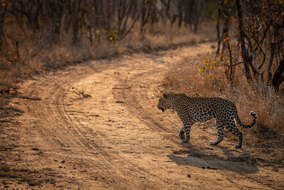 Leopard walking