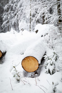 Snow covered log on field during winter