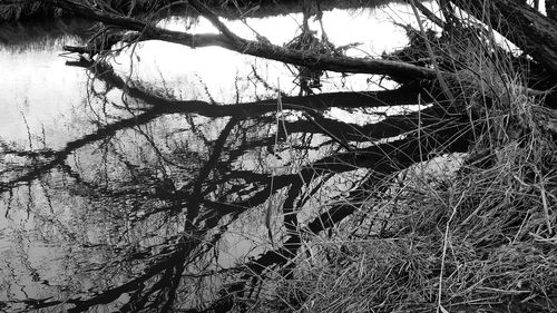 Bare tree against sky