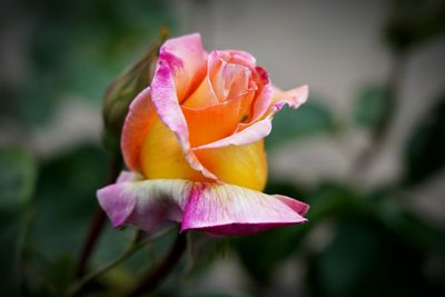 Close-up of pink rose