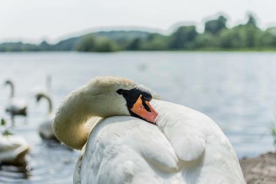 Close-up of swan in lake