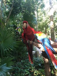 View of parrot perching on tree