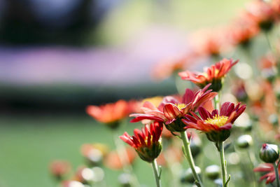 Close-up of pink flowering plant