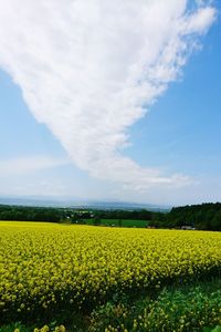 Scenic view of field against sky