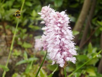 Close-up of pink flowers