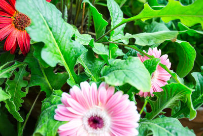 Close-up of pink flowering plant