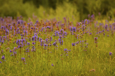 Close-up of purple flowering plants on field