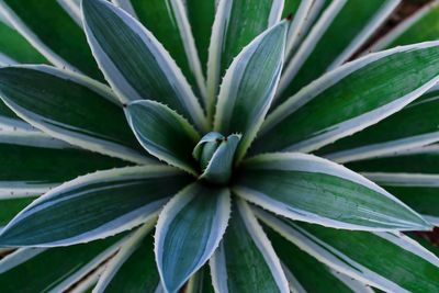 Full frame shot of succulent plant