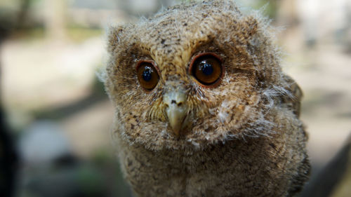 Close-up portrait of a owl