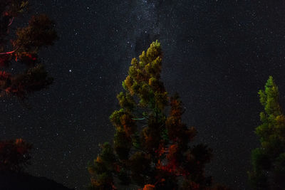 Low angle view of trees against sky at night