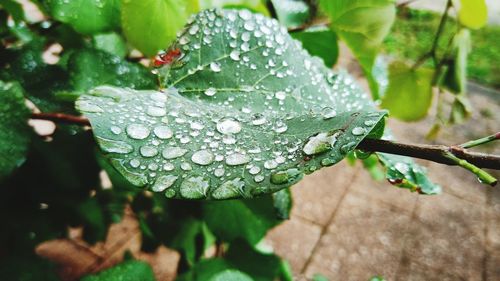 Close-up of wet plant