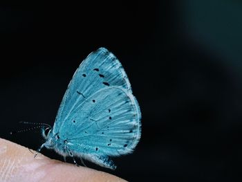 Close-up of butterfly on human body over black background