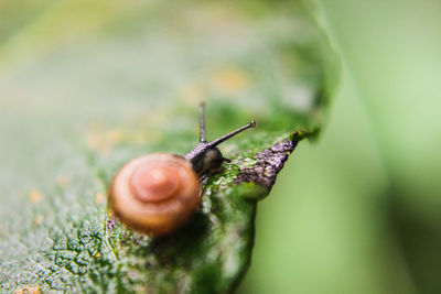 Macro shot of snail on leaf