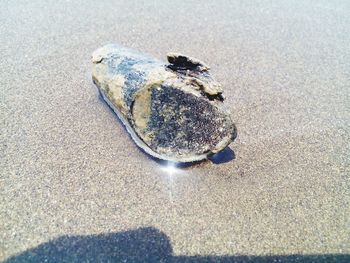 High angle view of crab on beach