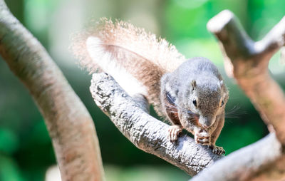 Close-up of squirrel on branch