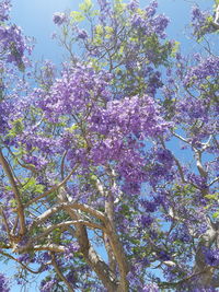 Low angle view of pink flowering tree