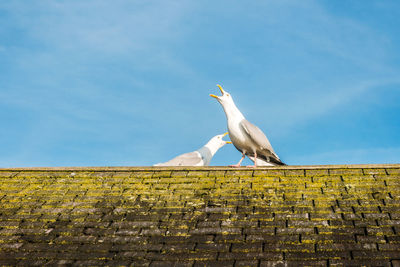 Two seagull birds perched on a moss covered roof top - aggressively squawking with big blue sky