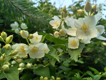 Close-up of white flowering plant