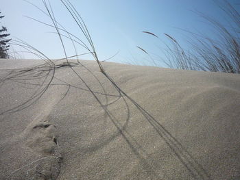 Bare trees against sky