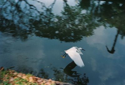 High angle view of bird flying over lake