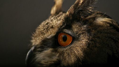 Side view of eurasian eagle owl