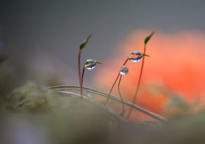 Close-up of caterpillar on plant