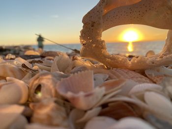 Close-up of shells on beach against sky during sunset