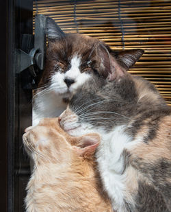 Close-up of a cat at home