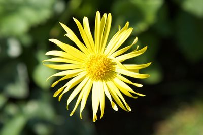 Close-up of yellow flower blooming outdoors