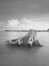 Driftwood in sea against sky