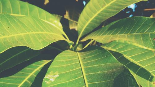 Close-up of green leaves