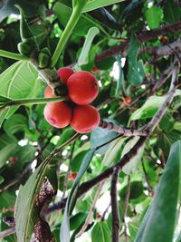 Close-up of strawberry growing on tree