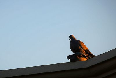 Low angle view of birds against clear sky