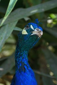 Close-up of a peacock