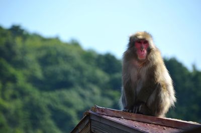 Monkey sitting on a roof against sky at iwatayama monkey park - arashiyama - kyoto - japan