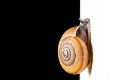 Close-up of snail against black background