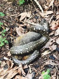 High angle view of crab on field